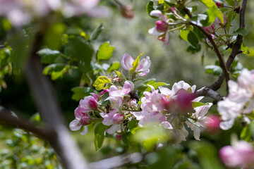A beautiful blooming apple tree in a spring orchard