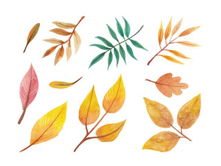 Autumn watercolor leaves set. Set of vector autumn orange leaves. Aspen and oak autumn leaves.