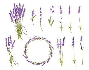 Watercolor illustration set of lavender flowers, bouquet, wreath and elements of design for greeting card on white background, provence concept.  © yuslept