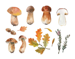 Watercolor vector Mushroom set. Oak watercolor leaves and acorn. Pressed mushrooms. Vector autumn nair. Collection Mushroom.