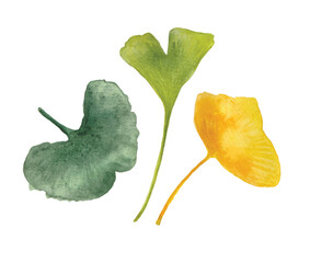 Set of watercolor illustrations of gingko leaves. Vector set of gingko plants. Vector set of gingko plants. Hand drawn illustration of yellow and green gingko.