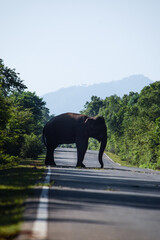 The elephant on the wild road 