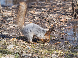Squirrel in autumn or spring hides nuts on the green grass with fallen yellow leaves