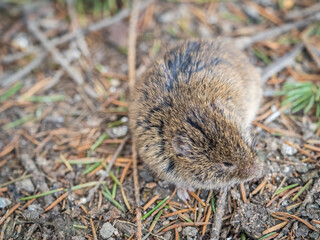 A closeup of a Common vole, Microtus arvalis, on the ground with a blurry background