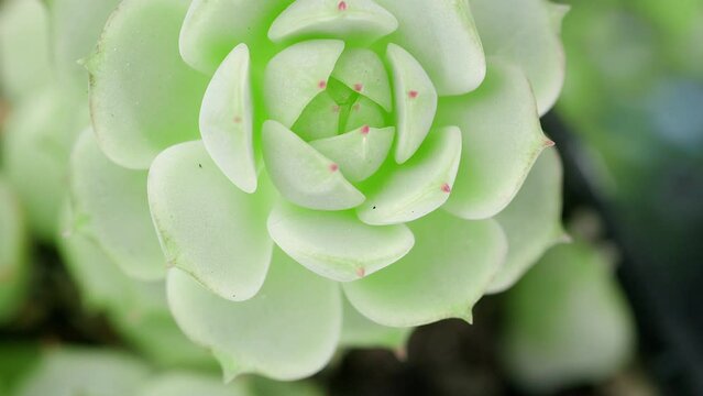 Succulent Echeveria Derenbergii, top view clos up shot, slowly spinning, Fibonacci golden ratio concept