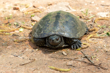 European terrapin Emys orbicularis, close-up