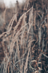 Fototapeta premium Pampas grass in autumn. Natural background. Dry beige reed. Pastel neutral colors and earth tones. Banner. Selective focus.