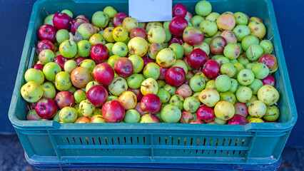 Wild Apples Crate