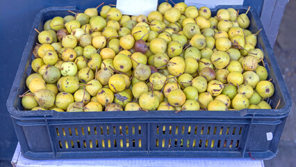 Wild Pears Crate