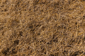 Yellow-golden straw in the field after harvesting