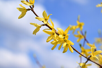 Macro photo of forsythia flowers. Yellow blooming texture on blue sky background, flowering...