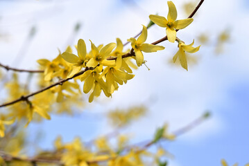 Macro photo of forsythia flowers. Yellow blooming texture on blue sky background, flowering forsythia with selective focus