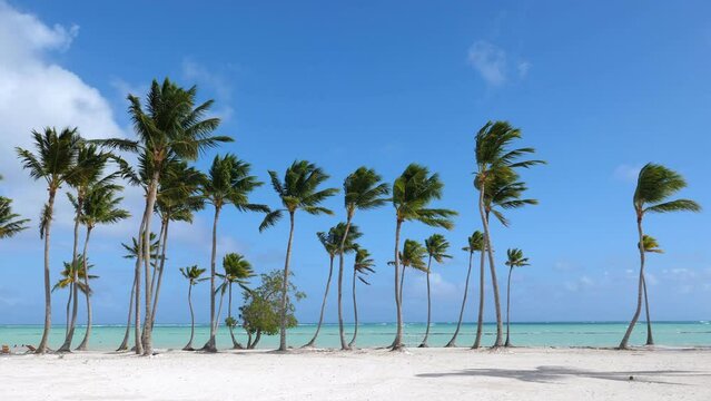 Juanillo beach with palm trees, white sand and turquoise caribbean sea water. Cap Cana is a tourist area in Dominican Republic