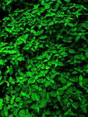 Top view of the beautiful green leaf in the forest. green leaf sameless background.Group background of dark green tropical leaves.