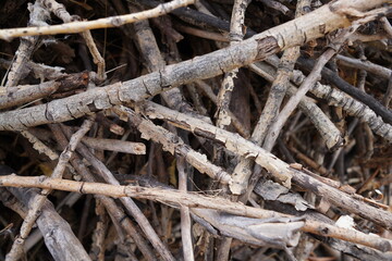 tree branches with bark torn off