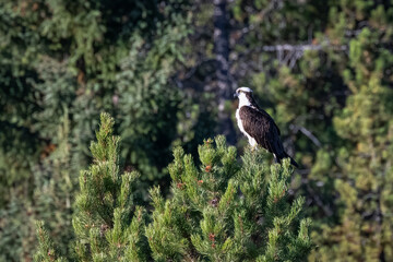 Osprey in a tree