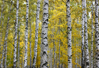 birch grove in autumn yellowed leaves