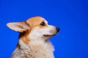 Funny studio portrait of a frightened corgi dog on a blue background. Funny dog face. The frightened face of a dog. The dog looks and waits for the reward. 