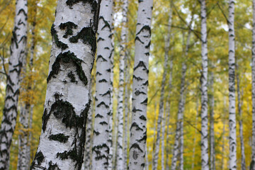 birch grove in autumn yellowed leaves