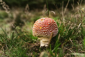 The fly agaric, also known as Amanita muscaria, is the rock star of the mushroom world – bright red, with white spots, and absolutely not suitable for consumption