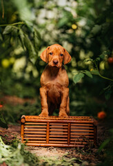 Hungarian Vizsla puppy standing on a box in a middle of a green house 