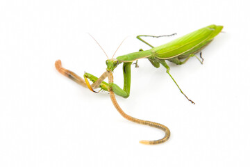 green praying mantis eats earthworm food on a white background. insect predator. nature and zoology