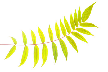 branch with leaves on a white background. vegetation and botany