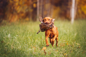 Pure breed Hungarian Vizsla dog retrieving a hunted down fassan bird in a field - obrazy, fototapety, plakaty