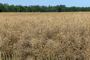 Cultivation of rapeseed in agriculture