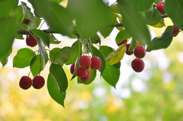 Ripe red paradise apples with leaves on tree branches against natural autumn blurred background....