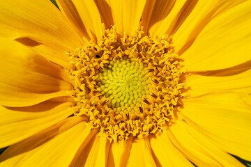 Sunflower flower core close-up
