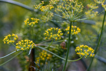 Obraz premium Green dill in the wind at the end of summer