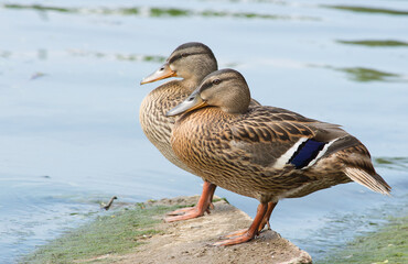 Wild ducks at relax