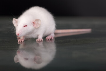 baby domestic rat closeup