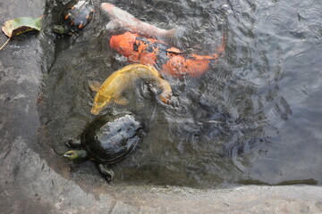  tortoise is struggling to climb out of pond