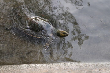  tortoise is struggling to climb out of pond