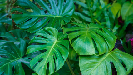 Wild Growing Hawaii Monstera Plant