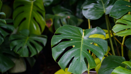 Wild Growing Hawaii Monstera Plant