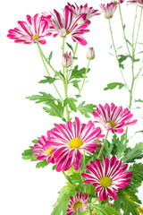 bright pink and white chrysanthemum flowers, bunch of colorful mums or chrysanths flowers isolated on white background