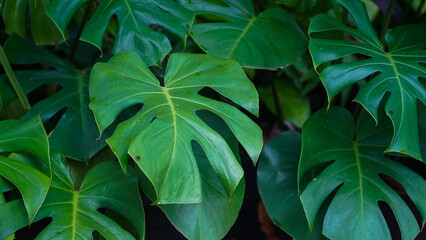 Fototapeta na wymiar Wild Growing Hawaii Monstera Plant