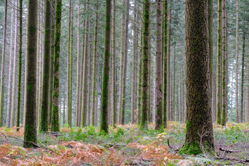 Obraz premium Pine forest with straight, moss-covered trunks in soft colours on a misty autumn morning. The forest floor is covered with dying ferns 