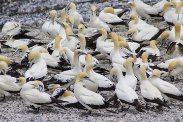 close up of group of cape gannets