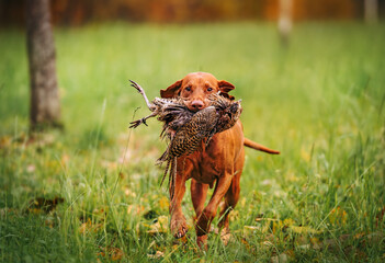 Hunting Hungarian Vizsla retrieving a fassan bird in its mouth