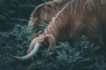 Highlands Cow