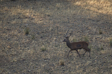 Deer in its natural environment.