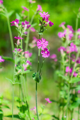pink flowers in the garden