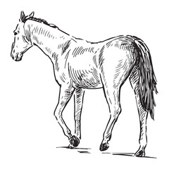Hand drawing of purebred horse walking