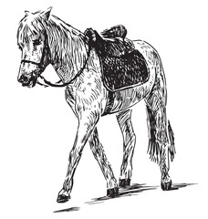 Hand drawing of walking harnessed horse