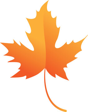 Gradiant Color Maple Leaf Fall