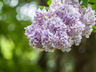 Blue Blooming Lilac Flowers in spring with blured background